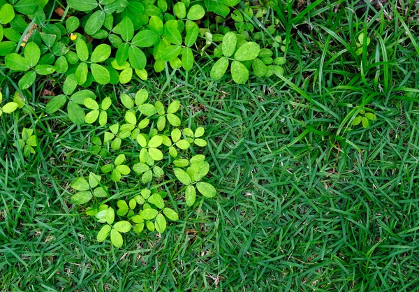 Zielone Liście Ogrodzie — Zdjęcie stockowe