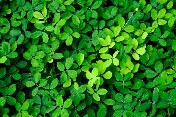 Taze yeşil yaprak arkaplanı 