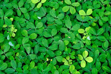 güzel yeşil yapraklar arka plan, doku 