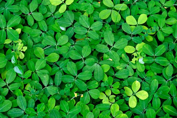 Krásné Zelené Listy Pozadí Textura — Stock fotografie