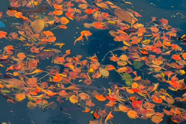 美丽的秋叶 — 图库照片