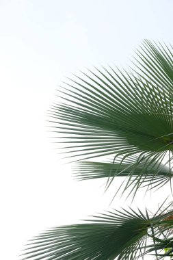 Gökyüzünün arka planında bir palmiye ağacı 