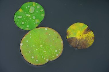 yeşil ve sarı çiçekli siyah arkaplan 