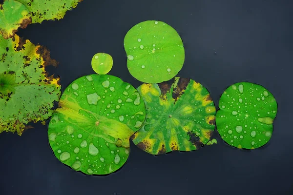 美しい植物画 自然壁紙 — ストック写真