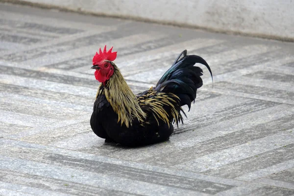 stock image rooster on street in the city of istanbul 