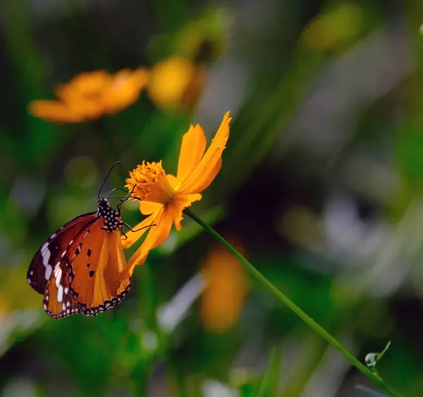 Schmetterling Auf Einer Blume — Stockfoto