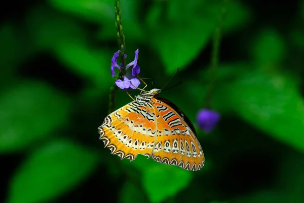 Hermosa Mariposa Colorida Una Flor —  Fotos de Stock