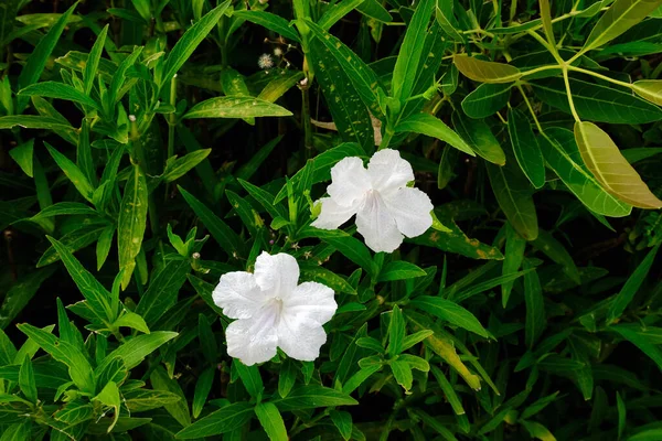 Vita Blommor Trädgården — Stockfoto