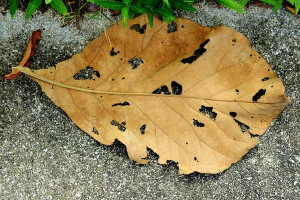 Jesienny Liść Ziemi — Zdjęcie stockowe