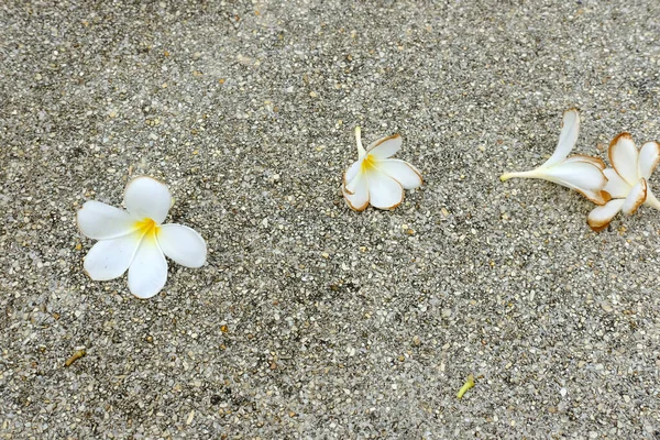 Белый Цветок Бетонном Фоне — стоковое фото