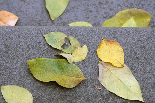 Сухой Лист Опавшие Желтые Осенние Листья Бетоне — стоковое фото