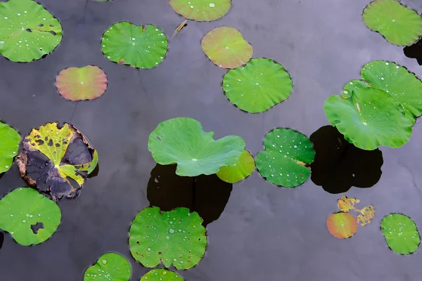 Lotusblommor Trädgården — Stockfoto