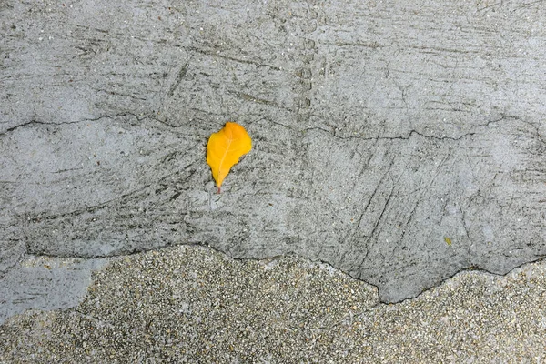 Осенний Лист Бетонном Полу — стоковое фото