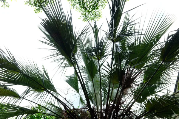 Palmbladeren Het Park — Stockfoto