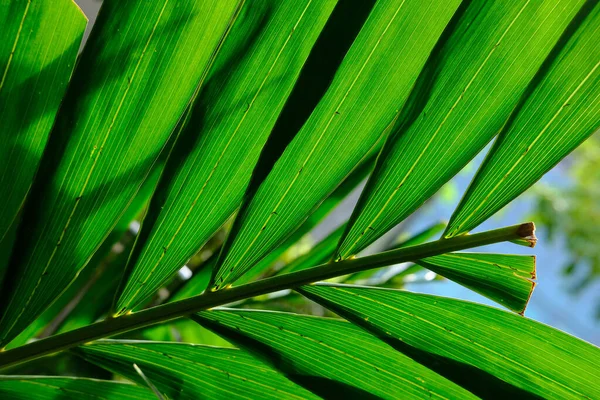 Zielony Liść Palmy Tropikalnej Palmie — Zdjęcie stockowe