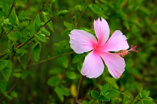 Hibiscus Flor Parque — Foto de Stock