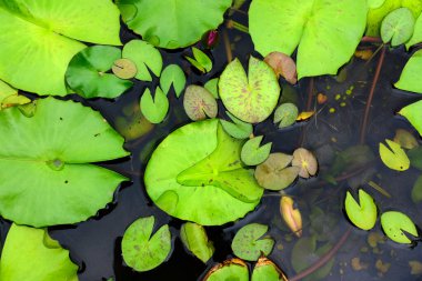 Gölette nilüfer çiçeği. 