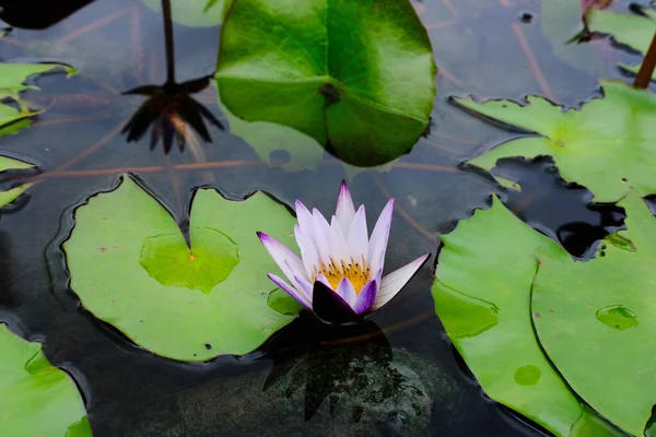 Beautiful Lotus Flower Pond — Stock Photo, Image