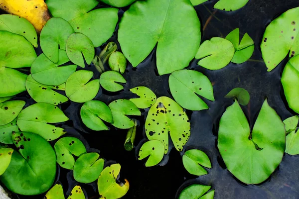 美しい緑の葉が水面に — ストック写真