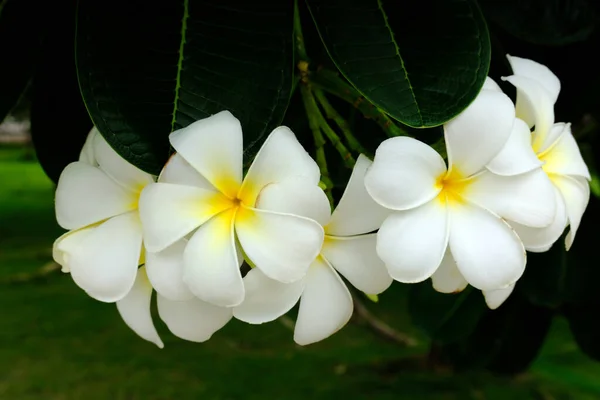 Plumeria Blanca Plumeria Flores Las Hojas Verdes Jardín — Foto de Stock