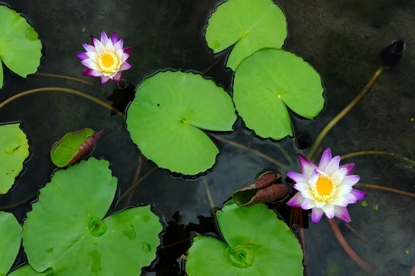 Water Lily Pond — Stock Photo, Image