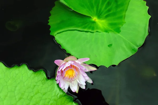 池で美しく咲く蓮の花 — ストック写真