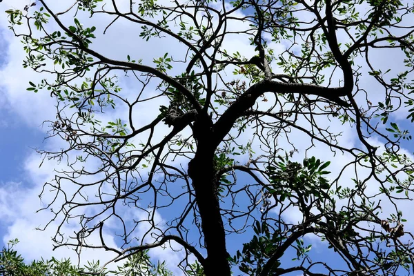 Ветви Деревьев Небе — стоковое фото