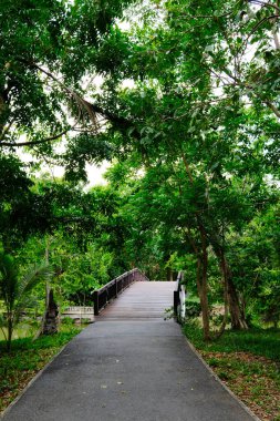 Güzel tropikal orman, doğa ve seyahat