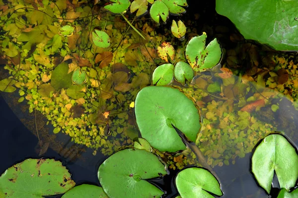 水の上のリリーの葉 — ストック写真