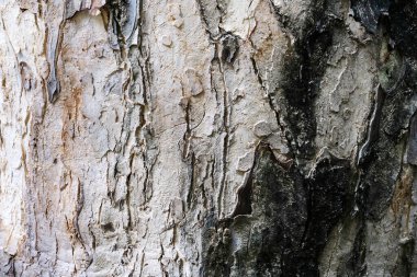 Ağaç kabuğunun dokusu