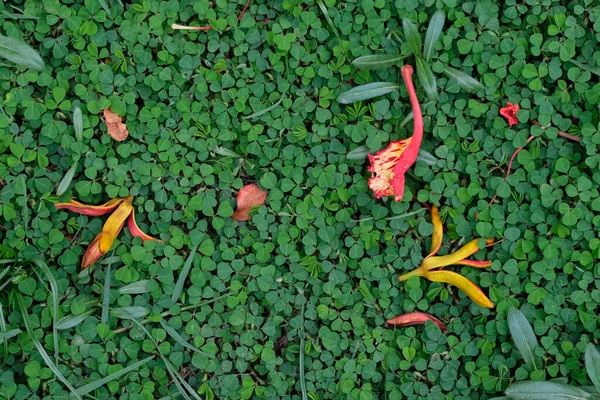 Rote Und Gelbe Blütenblätter Auf Dem Boden — Stockfoto