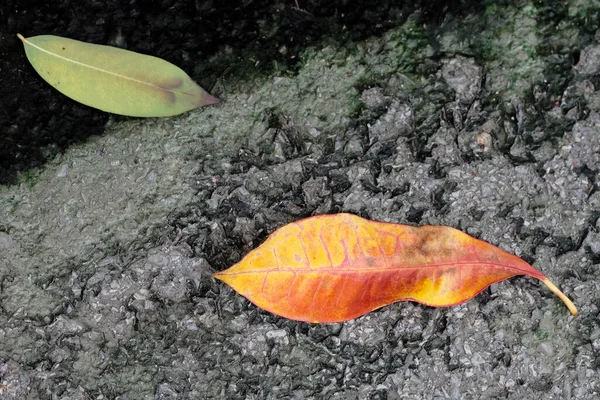 秋の紅葉 秋の植物 — ストック写真