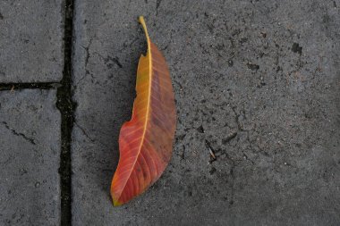 Beton zemin zemininde kuru yaprak
