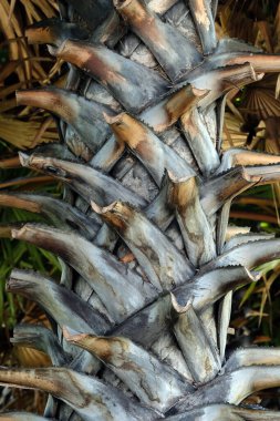 Bahçedeki palmiye ağacı