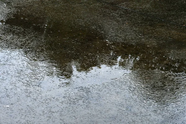 雨の中のプリドル — ストック写真