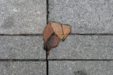 Sonbahar yaprakları yerde.