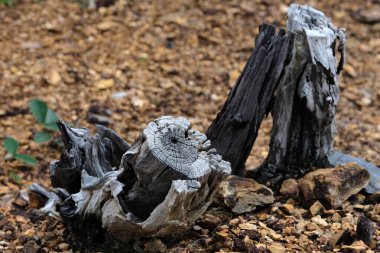 Ormandaki kütükte mantarlar