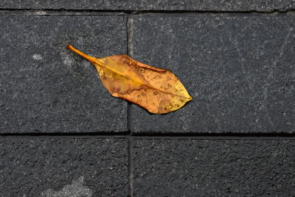 黄色と黒色の葉が付いている 秋のシーズン — ストック写真