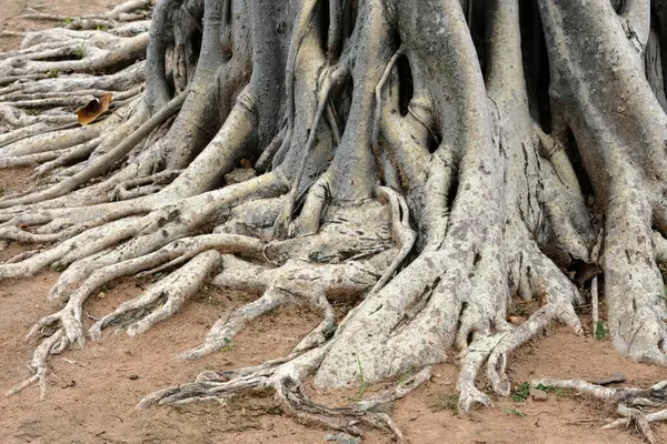 root of tree roots in the forest