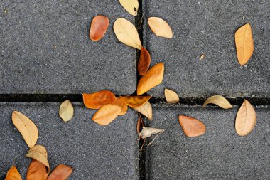 Sonbaharda yere düşen yapraklar