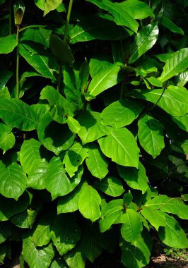 Bahçede yeşil yapraklar