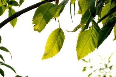 Parkta yaprakları olan huş ağacı