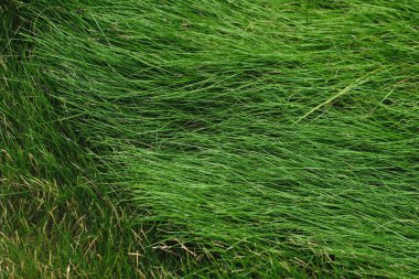 yeşil çimen arkaplan dokusu