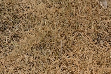 Parktaki çimen dokusu