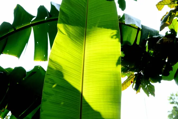 banana leaf on banana tree.