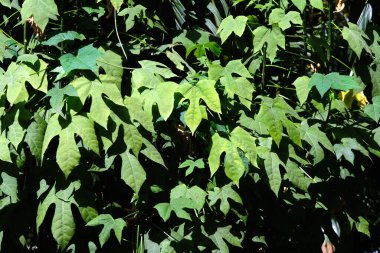 yeşil yaprak arkaplan dokusu