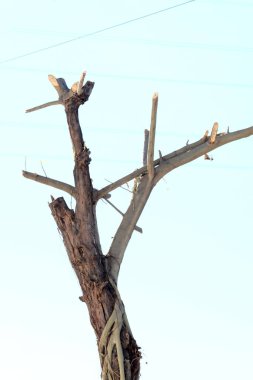 mavi gökyüzü arka plan ile ağaç dalları