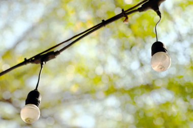 Bir dala asılı dekoratif ampuller.