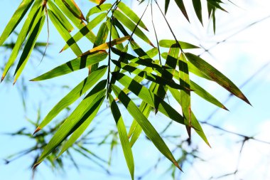 Yeşil yapraklı bambu yaprağı.