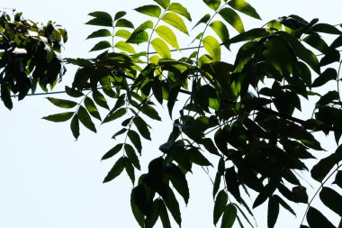 green branches of a tree with a blue sky